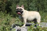 BOULEDOGUE FRANCAIS 048